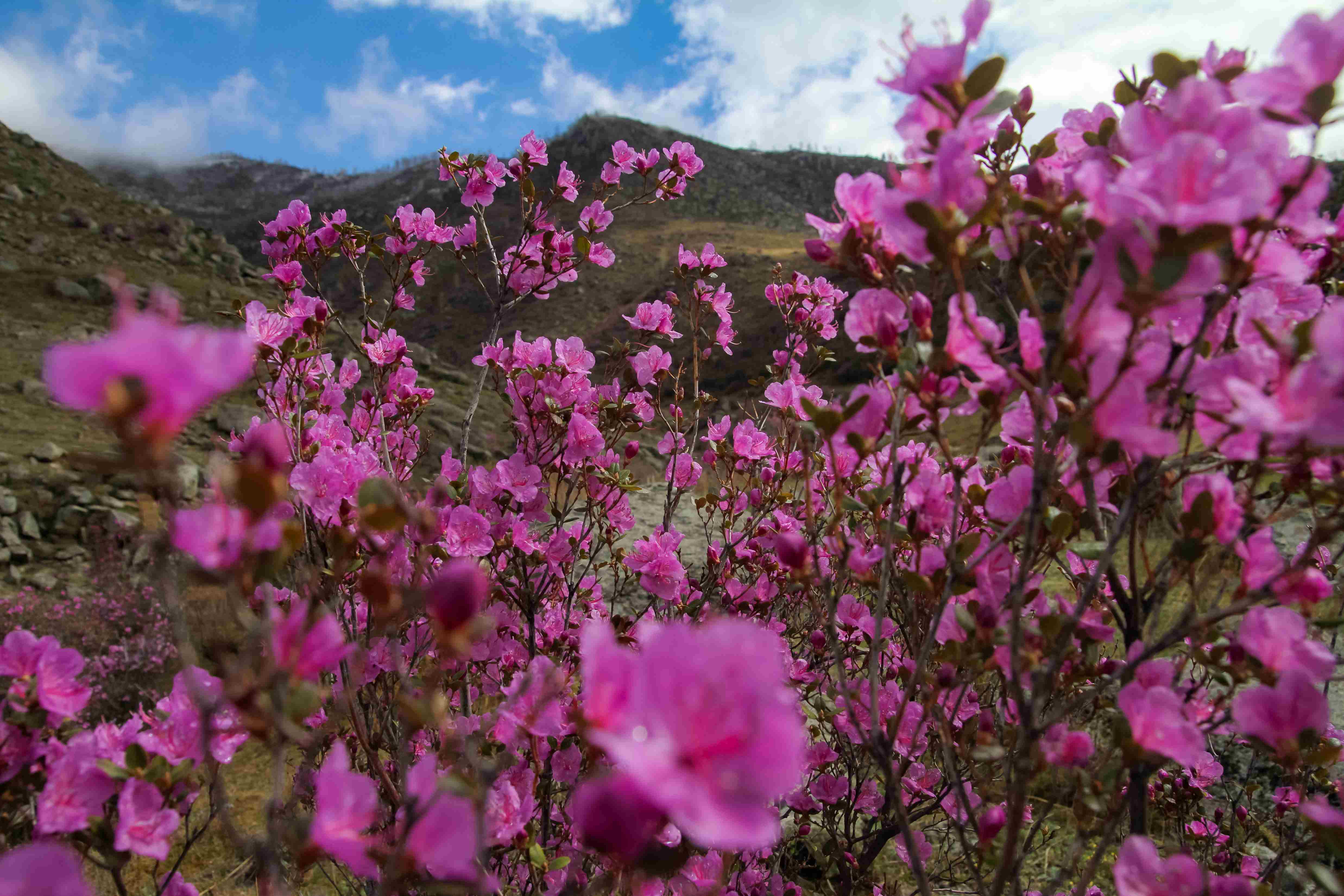 Цветение маральника 2024 когда праздник. Начало мая в горах.
