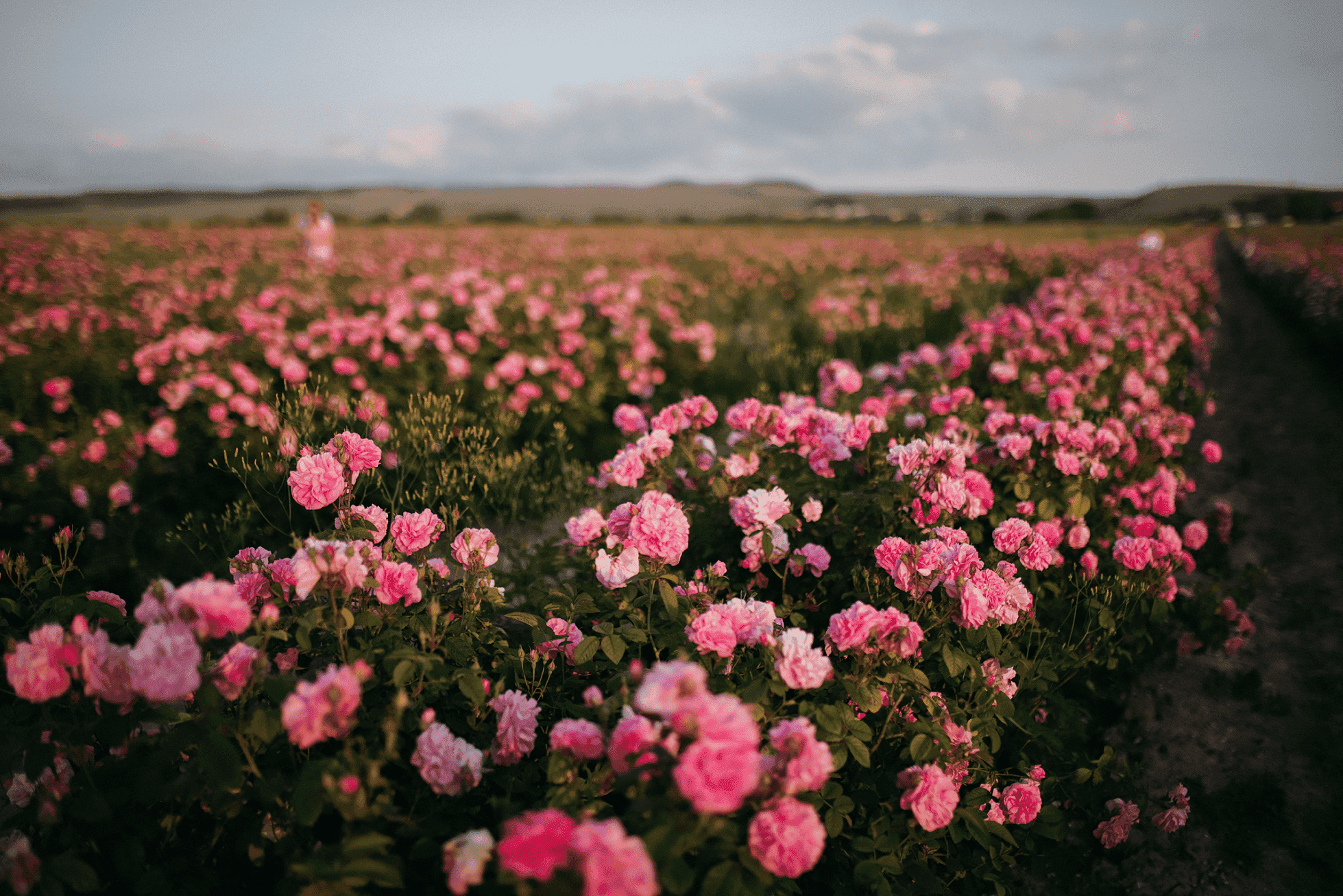 Розовые поля в крыму
