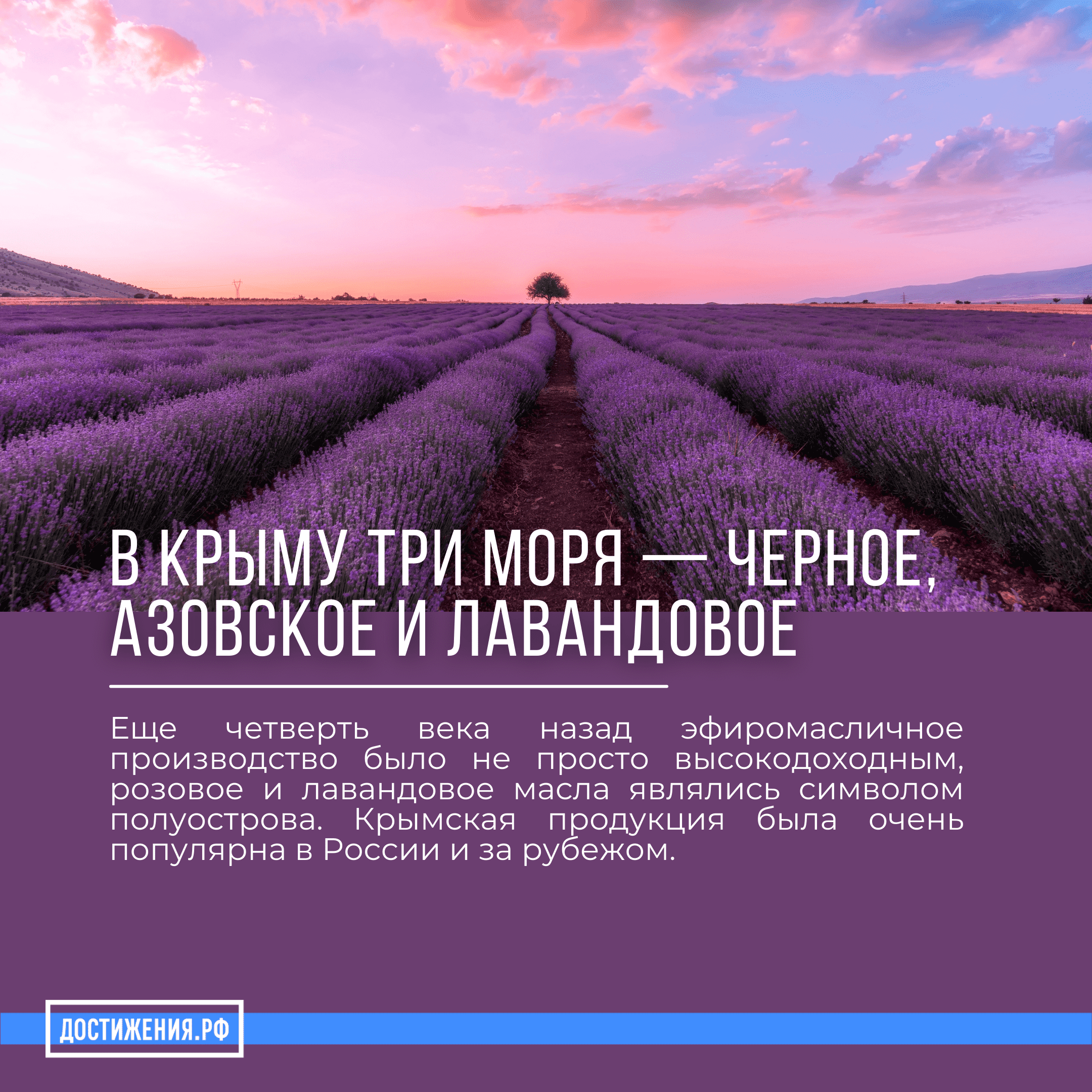 Достижения крыма за последние 10 лет. Лавандовое море в крыму. достижения крыма. поля роз в крыму. лаванда у моря.